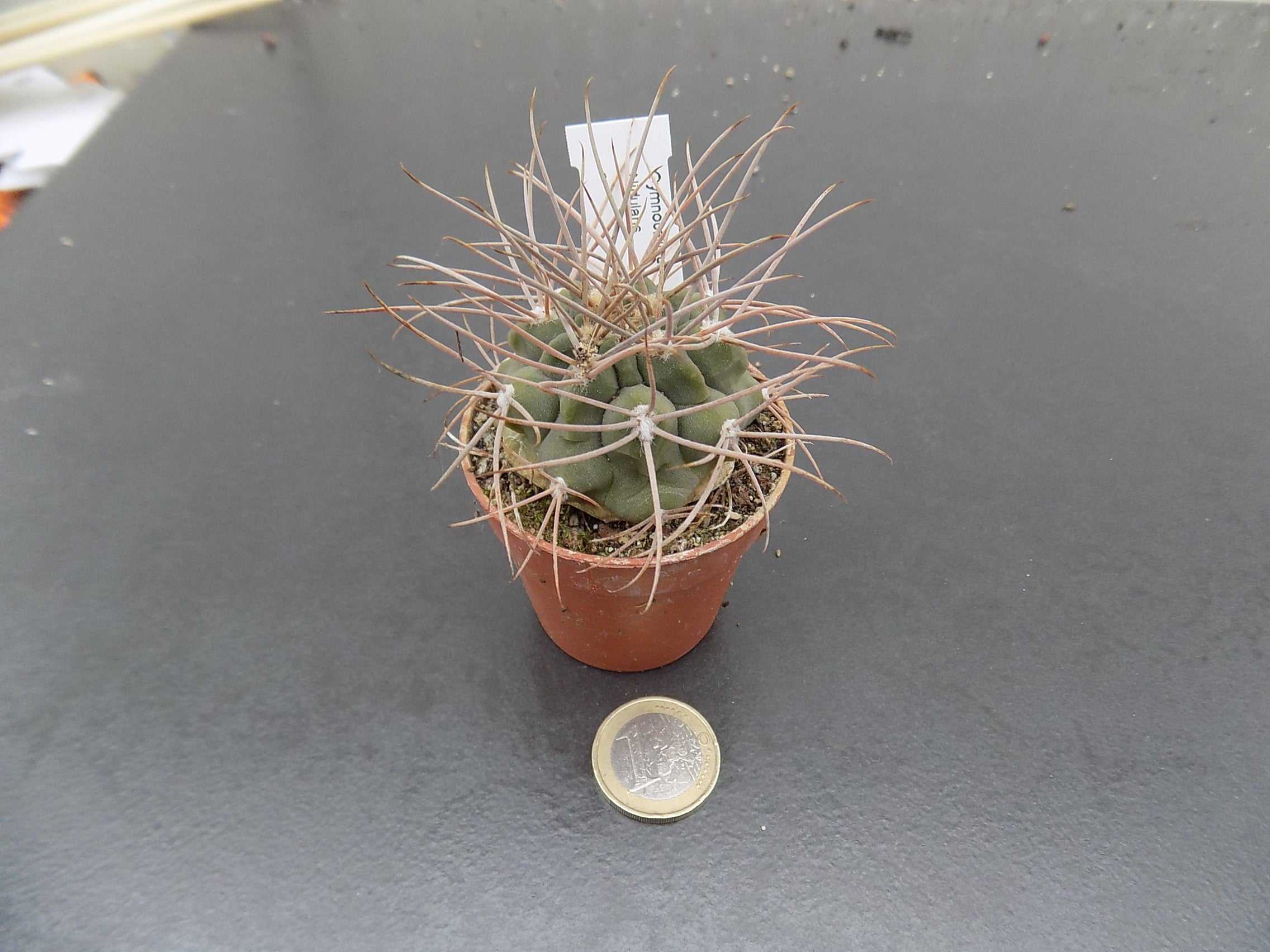 Gymnocalycium nidulans