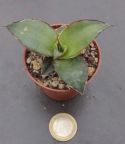 Agave Chazaroi