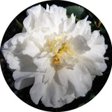 Camelia sasanqua Mine no yuki
