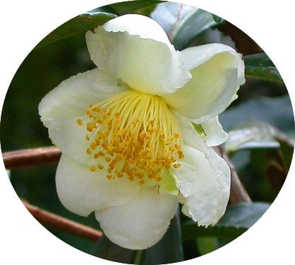 Camelia sinensis (Pianta del The)