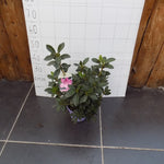 Azalea Encore Sangria  (r)