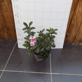 Azalea Encore Sangria  (r)