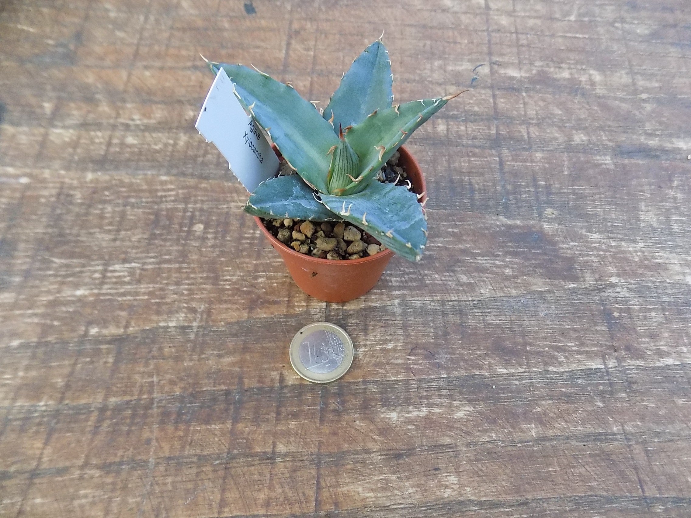 agave xylonacantha 