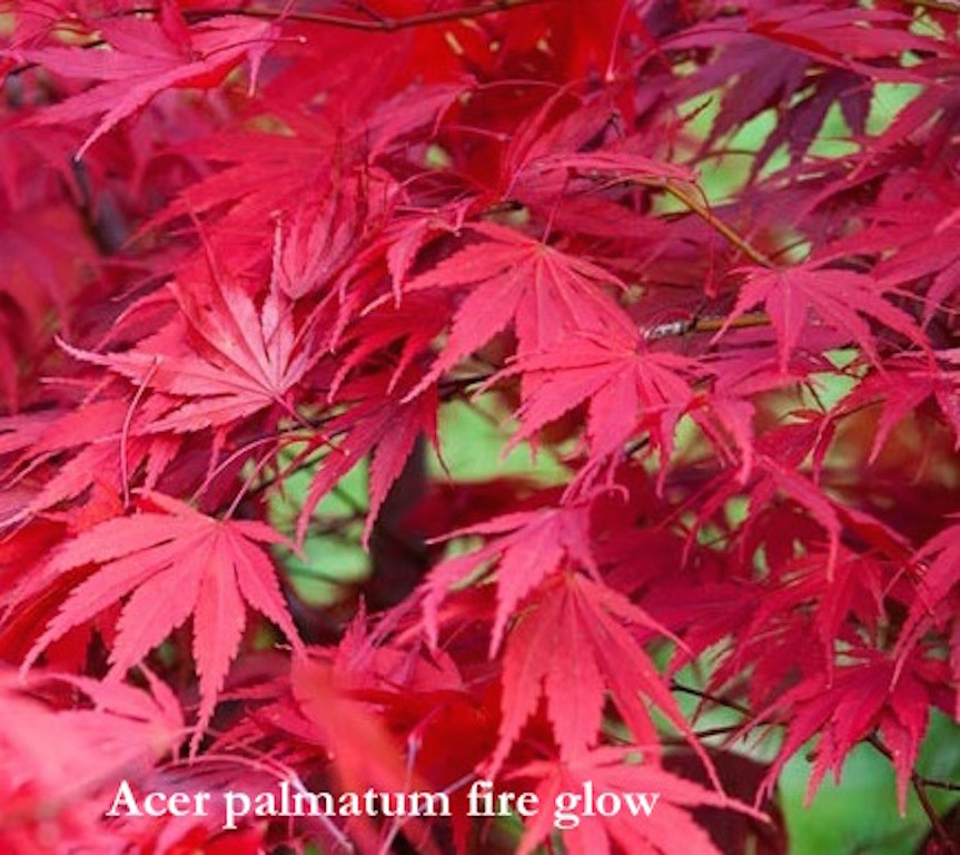 Acer Palmatum fire Glow vaso 9