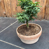 Bonsai Acer Palmatum Shishigashira come da foto, vaso cm.20
