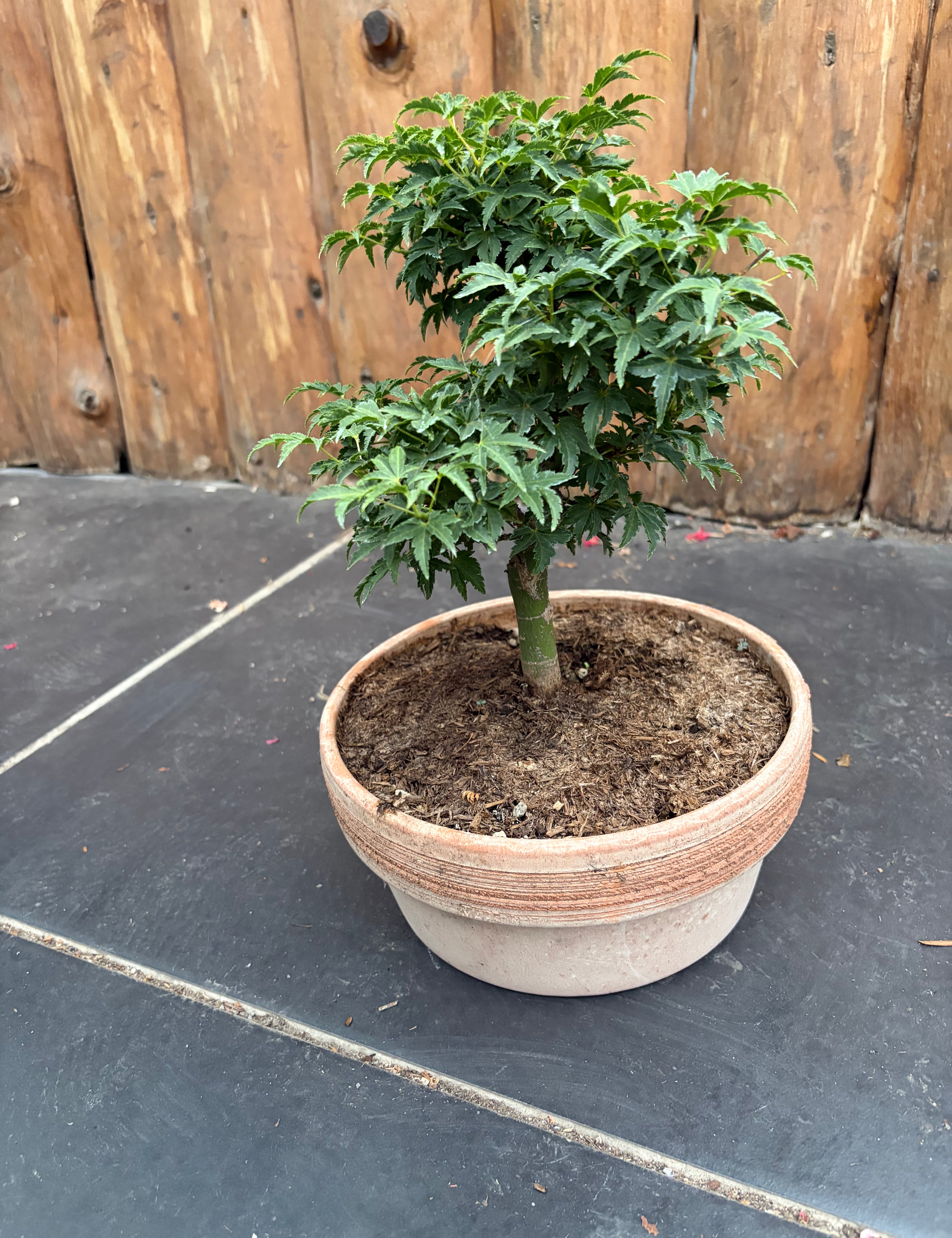 Bonsai Acer Palmatum Shishigashira come da foto, vaso cm.20