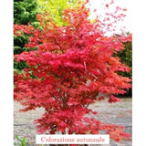 Acer Palmatum fire Glow vaso 9