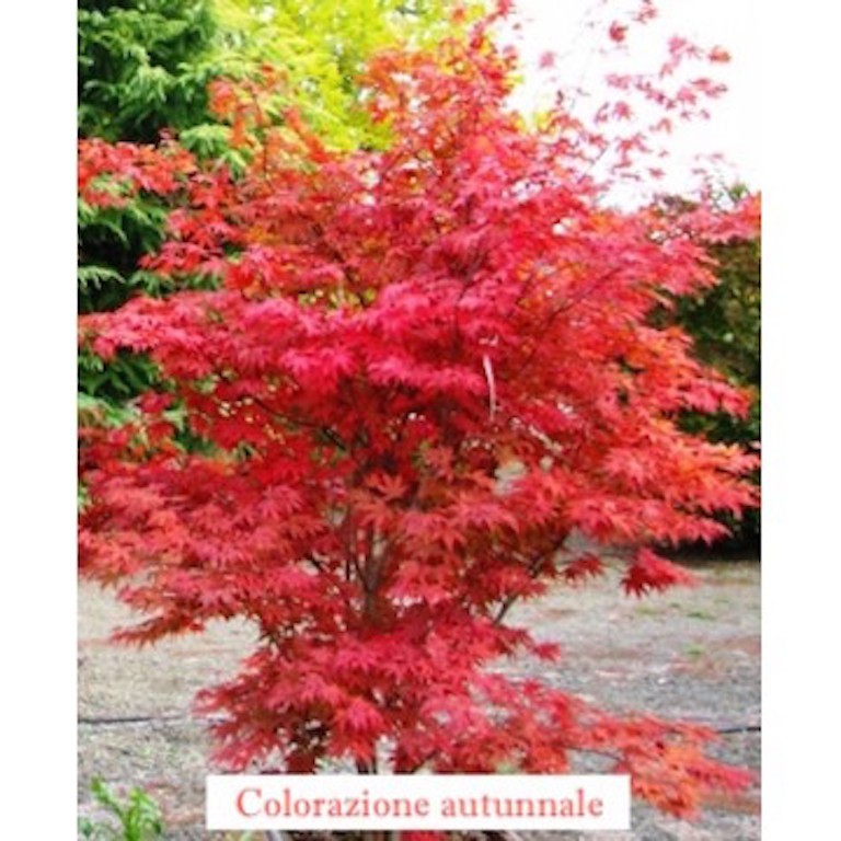 Acer Palmatum fire Glow vaso 9