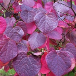 Disanthus cercidifolius