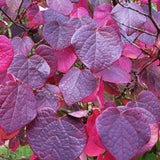 Disanthus cercidifolius
