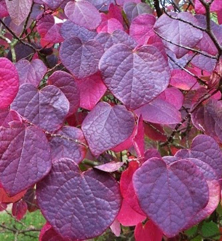 Disanthus cercidifolius