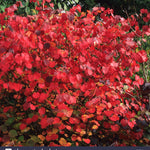 Disanthus cercidifolius