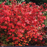Disanthus cercidifolius