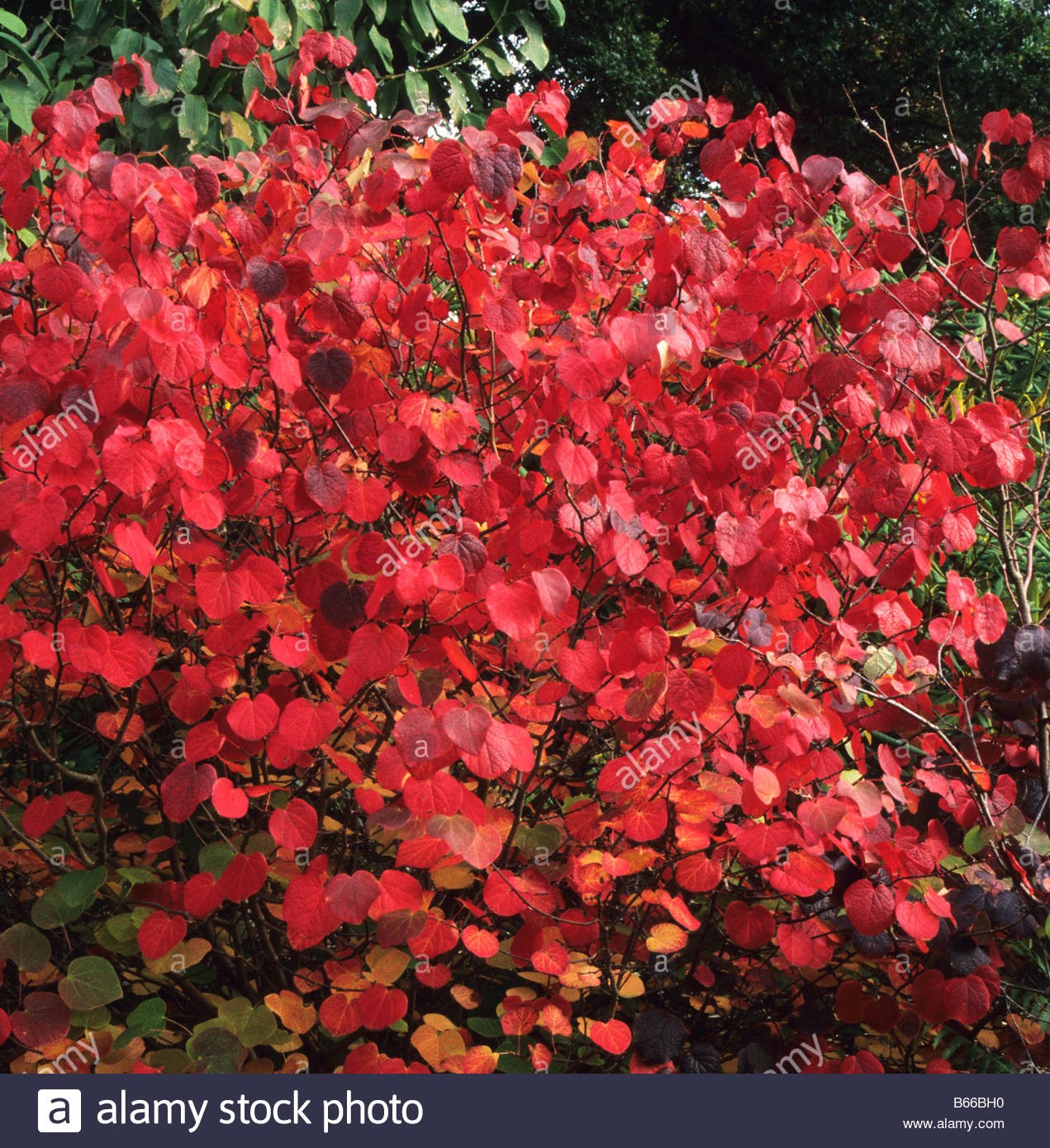 Disanthus cercidifolius