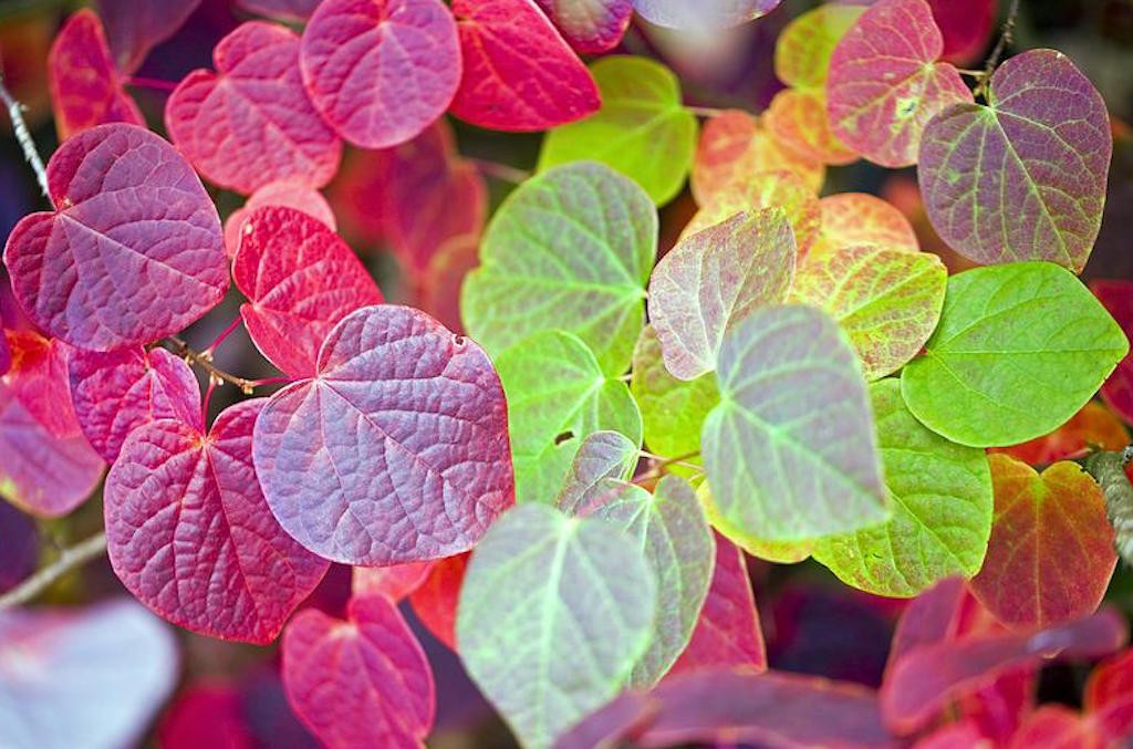 Disanthus cercidifolius