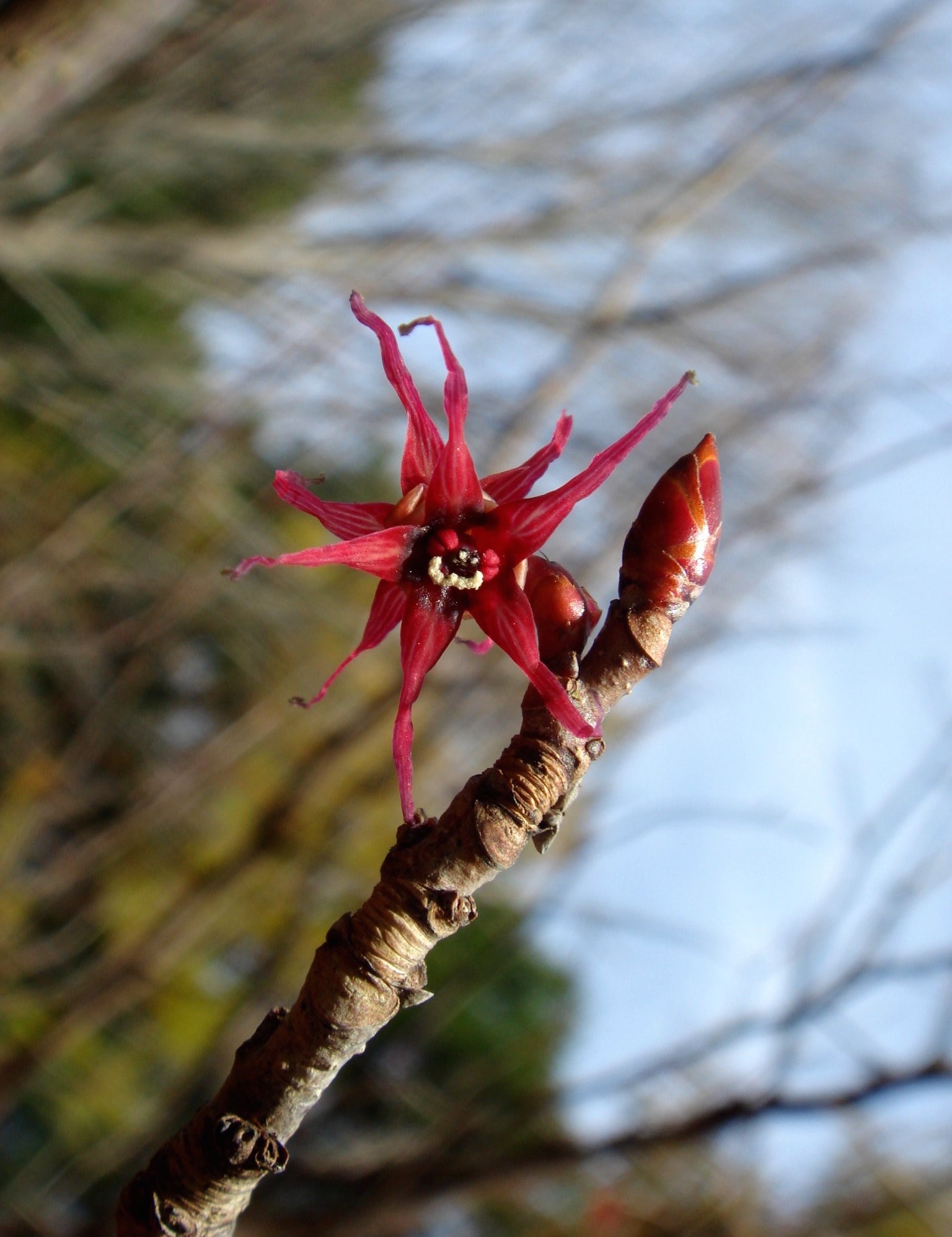 Disanthus cercidifolius