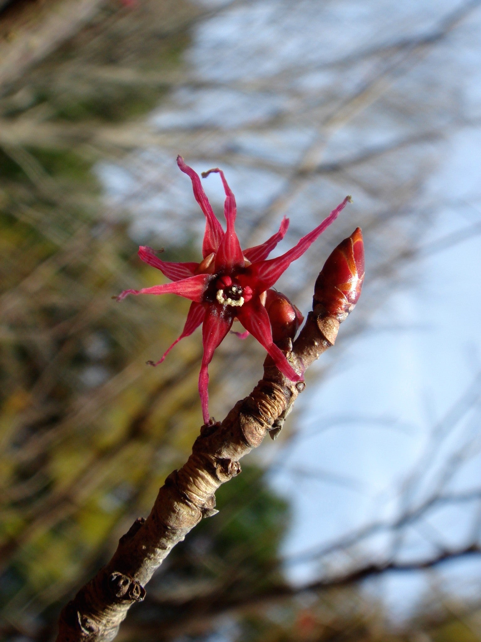 Disanthus cercidifolius