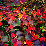 Disanthus cercidifolius