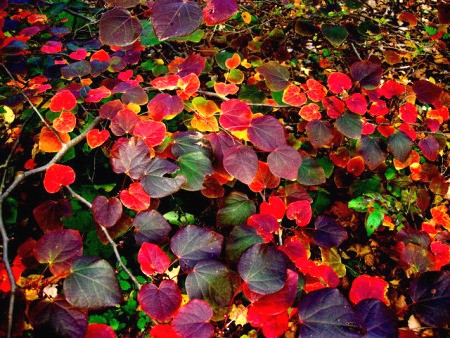 Disanthus cercidifolius