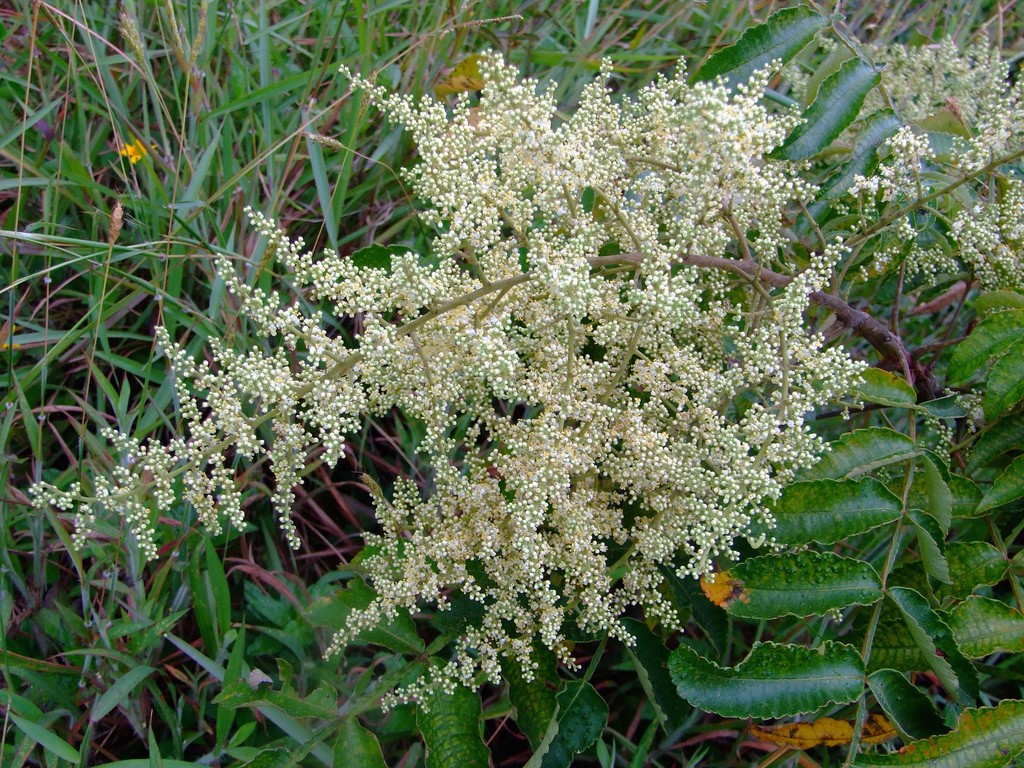Rhus Chinensis