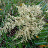 Rhus Chinensis