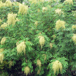 Rhus Chinensis