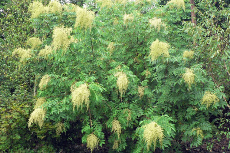 Rhus Chinensis