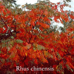 Rhus Chinensis