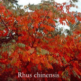 Rhus Chinensis