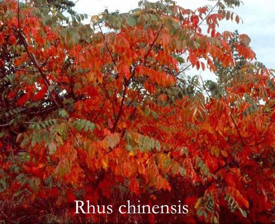 Rhus Chinensis