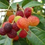 Rhus Chinensis