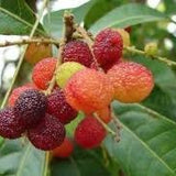 Rhus Chinensis