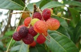 Rhus Chinensis