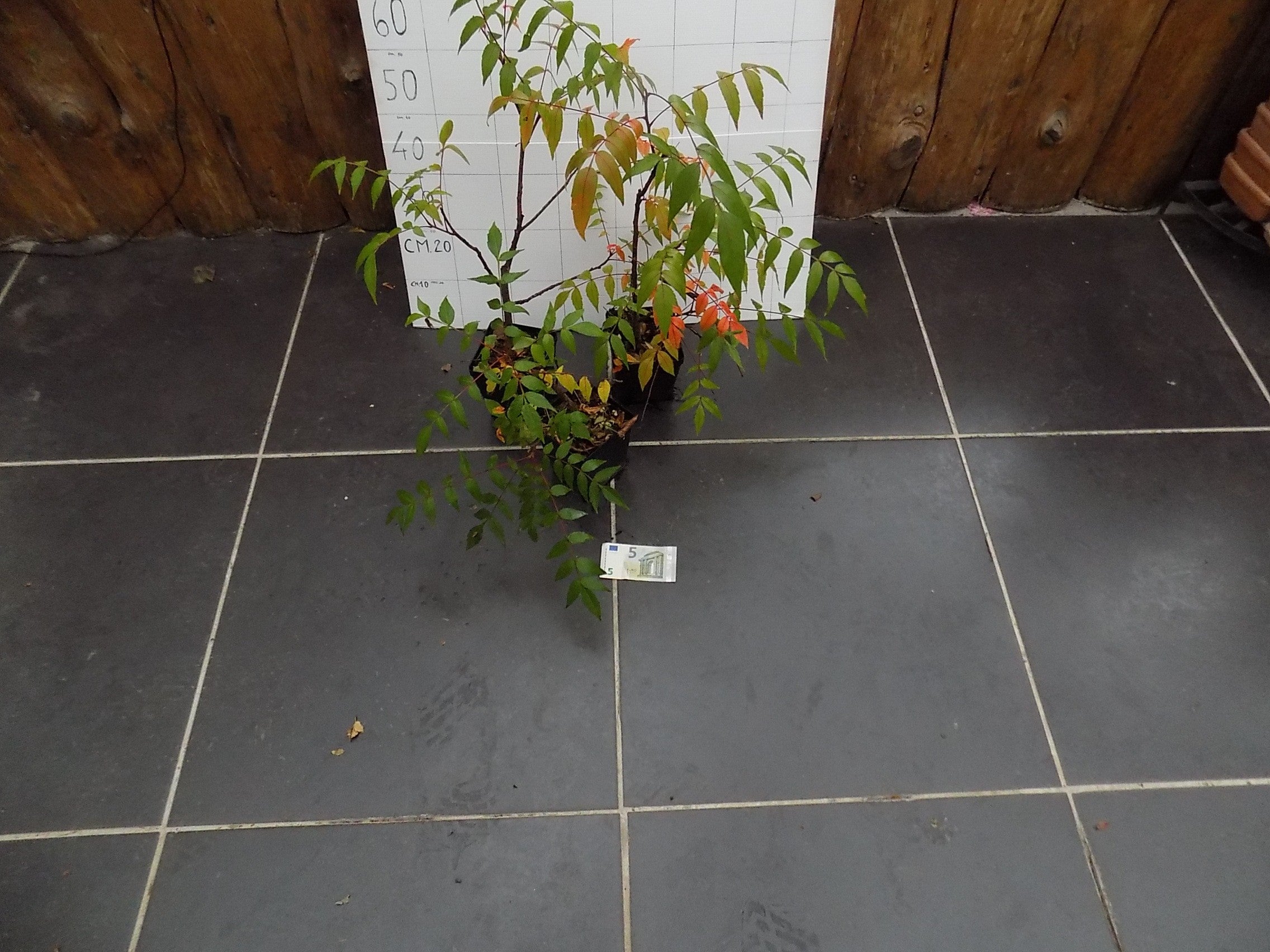 Rhus Chinensis