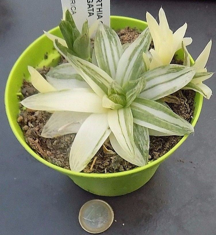 Haworthia Cymbiformis variegata cm. 10