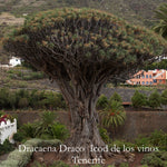 Dracaena Draco