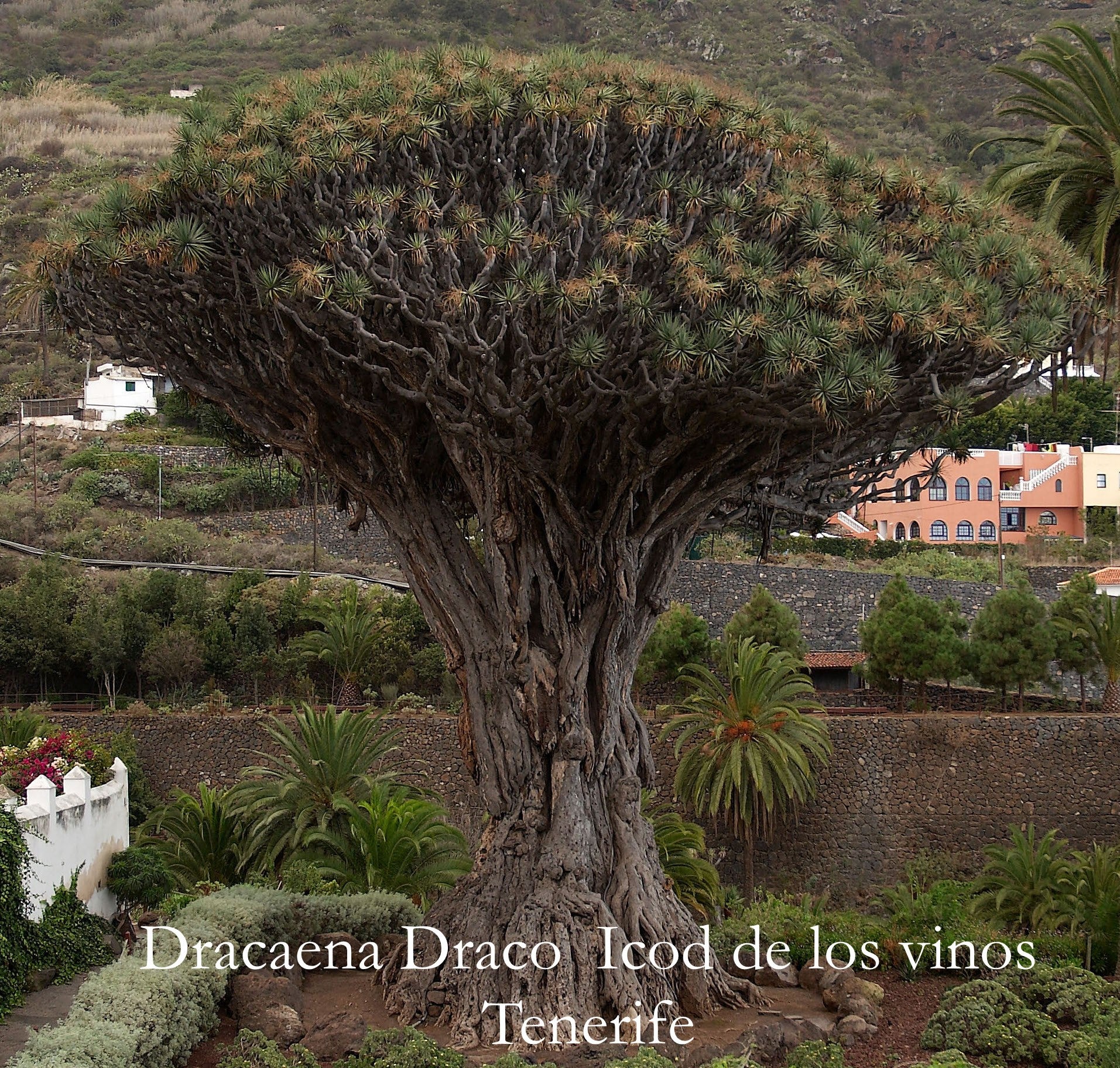 Dracaena Draco