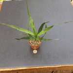 Dracaena Draco