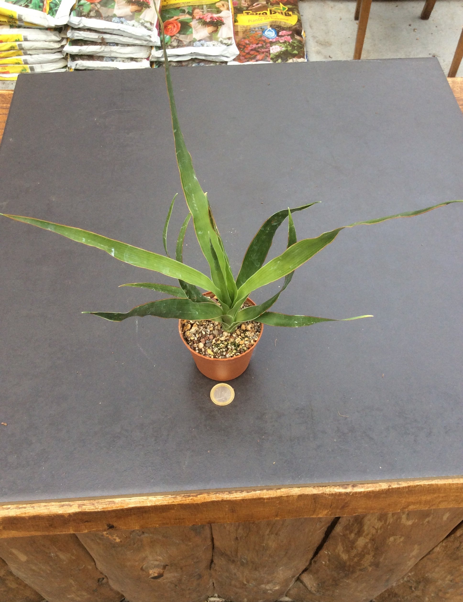 Dracaena Draco