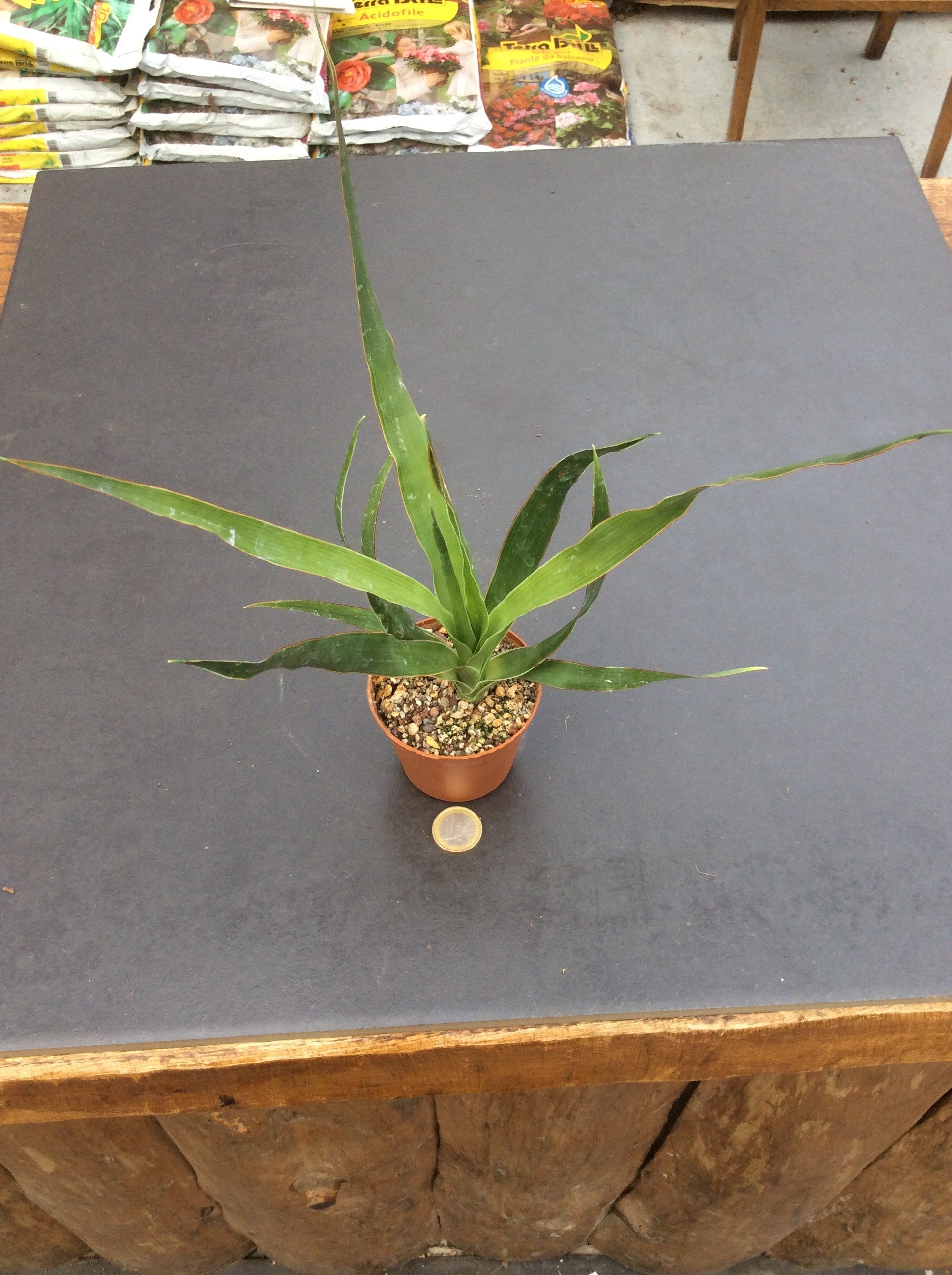 Dracaena Draco
