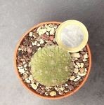 Pseudolithops Magirtinus