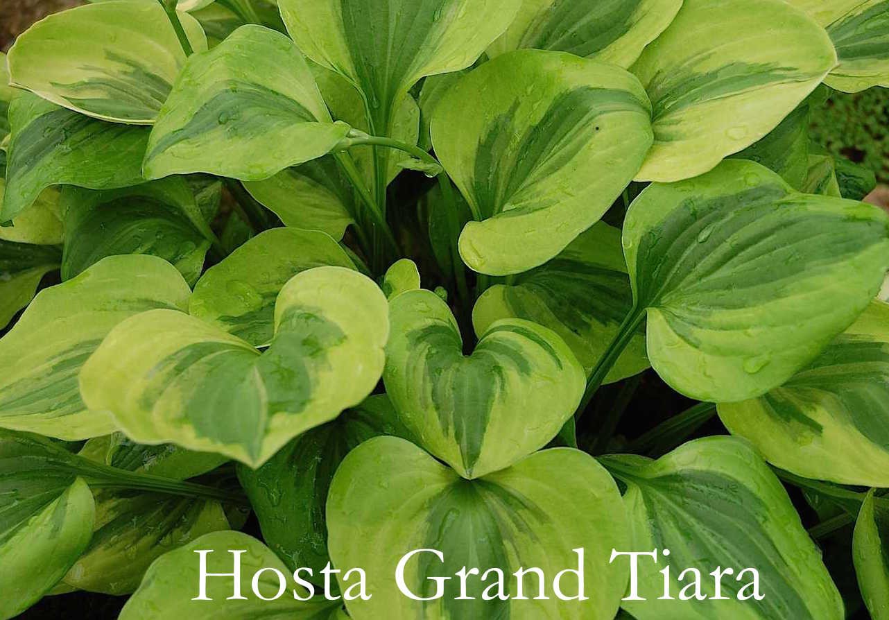 Grand Tiara