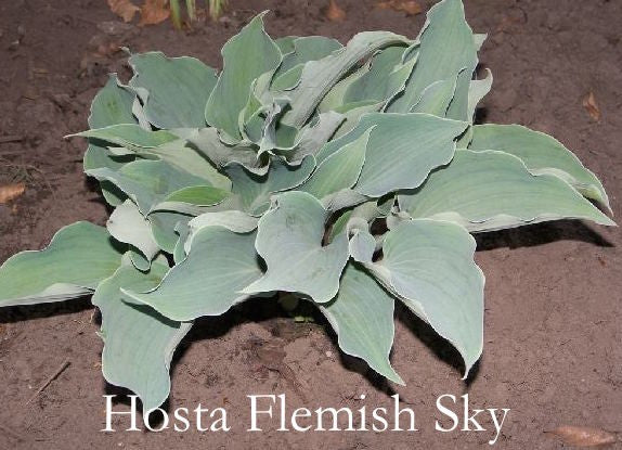Hosta Flemish Sky piante in vaso 12x12