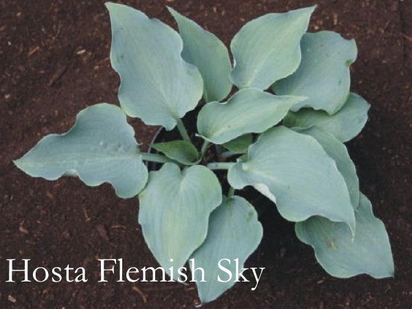 Hosta Flemish Sky piante in vaso 12x12