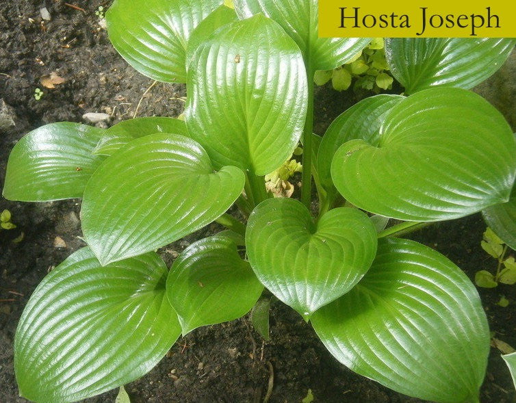 Joseph