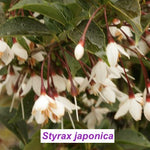 Styrax japonica pianta rara cm. 60/70 vaso 12x12