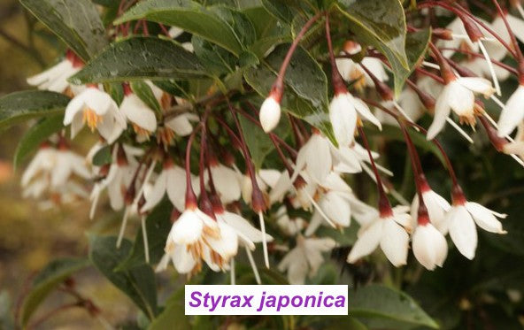 Styrax japonica pianta rara cm. 60/70 vaso 12x12