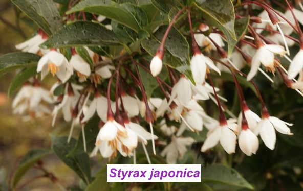 Styrax japonica pianta rara cm. 60/70 vaso 12x12