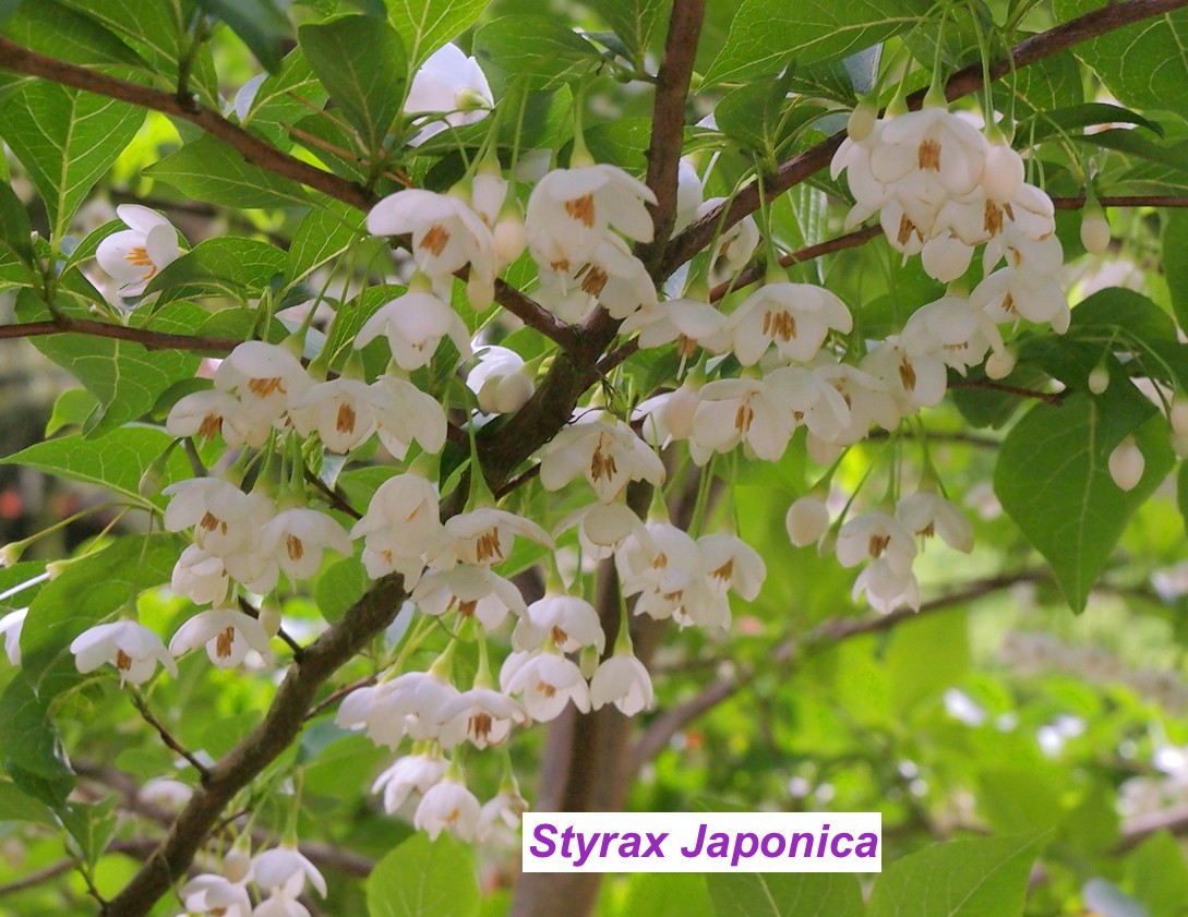 Styrax japonica pianta rara cm. 60/70 vaso 12x12