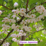 Styrax japonica pianta rara cm. 60/70 vaso 12x12